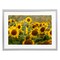 Stupell Industries Central Sunflower in Meadow Framed Print Under Glass, design by Andy Crawford